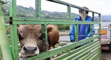 Trabzon'da kurban satışlarından alıcı ve satıcılar memnun