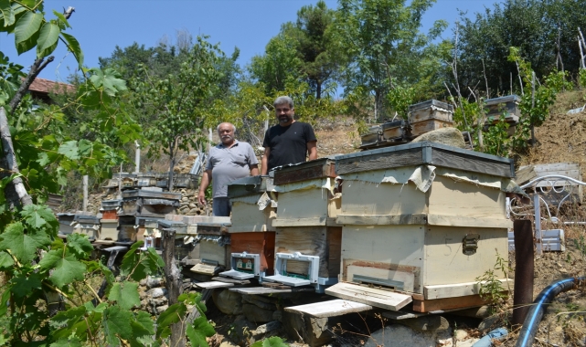 Çorum'da arı kovanlarına zarar veren ayı fotokapanla görüntülendi