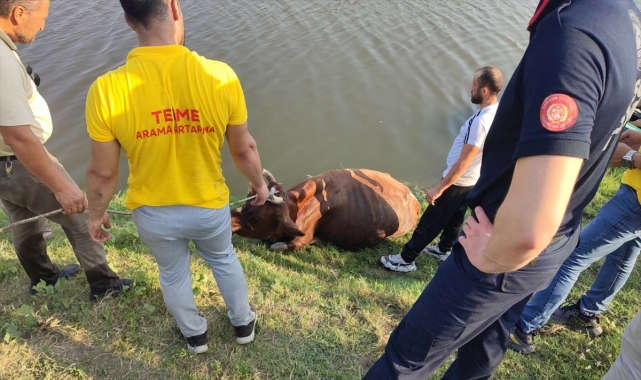 Samsun'da ırmağa düşen inek ekiplerce kurtarıldı