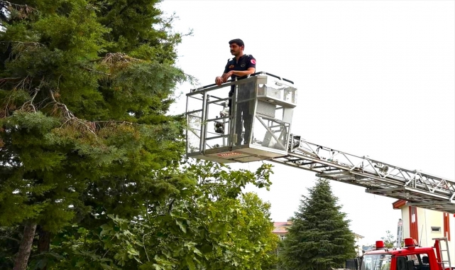 Amasya'da ağaçta mahsur kalan kediyi itfaiye ekipleri kurtardı