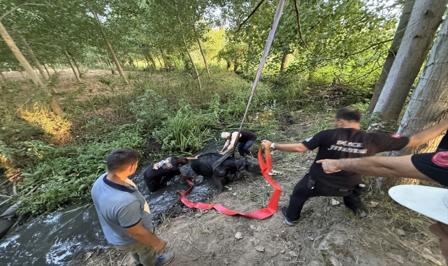Düzce'de bataklığa saplanan inek kurtarıldı