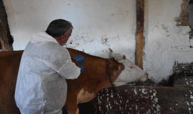 Gümüşhane'de şap hastalığıyla mücadele sürüyor