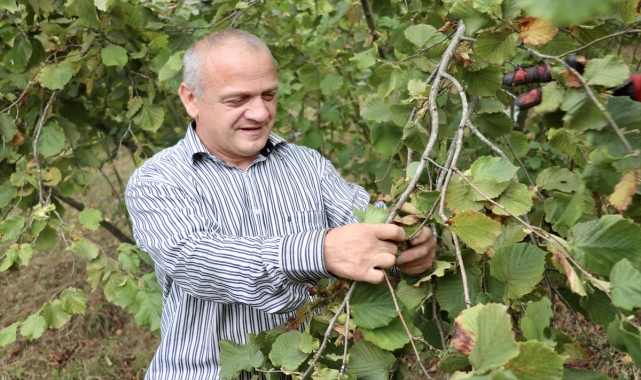 Trabzon ve Giresun'da fındık hasadına başlandı