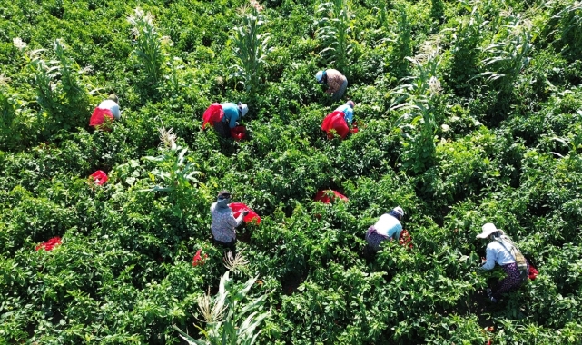 Bafra Ovası'nda kapya biberin hasadı başladı