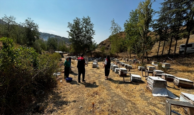 Göynücek’te arılı kovan tespitleri yapıldı