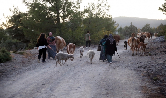GÜNCELLEME 4 - Kastamonu-Karabük sınırındaki iki orman yangını kontrol altına alındı
