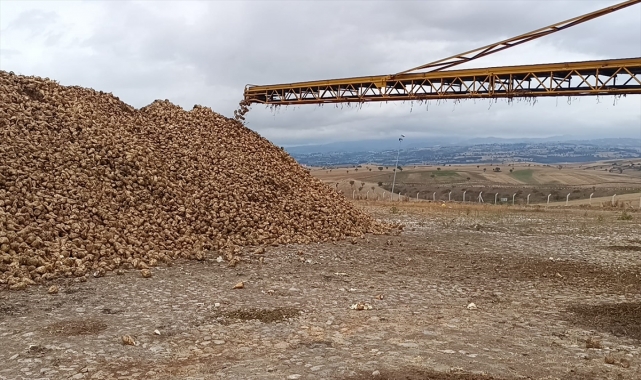 Samsun'da şeker pancarı hasadı başladı