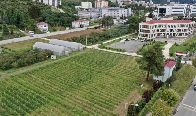 Yüksek verimlilik ve dona dayanıklılık için 4 binin üzerinde fındık bitkisi incelenecek