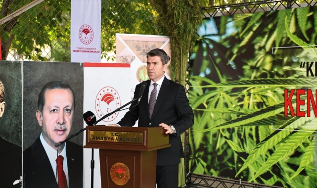 Amasya'da yerli ve milli vezir kenevir türünün hasadı başladı