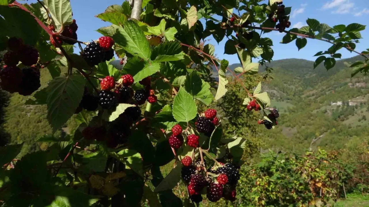 Doğanın Şifasını Organik Üretimle Buluşturdu