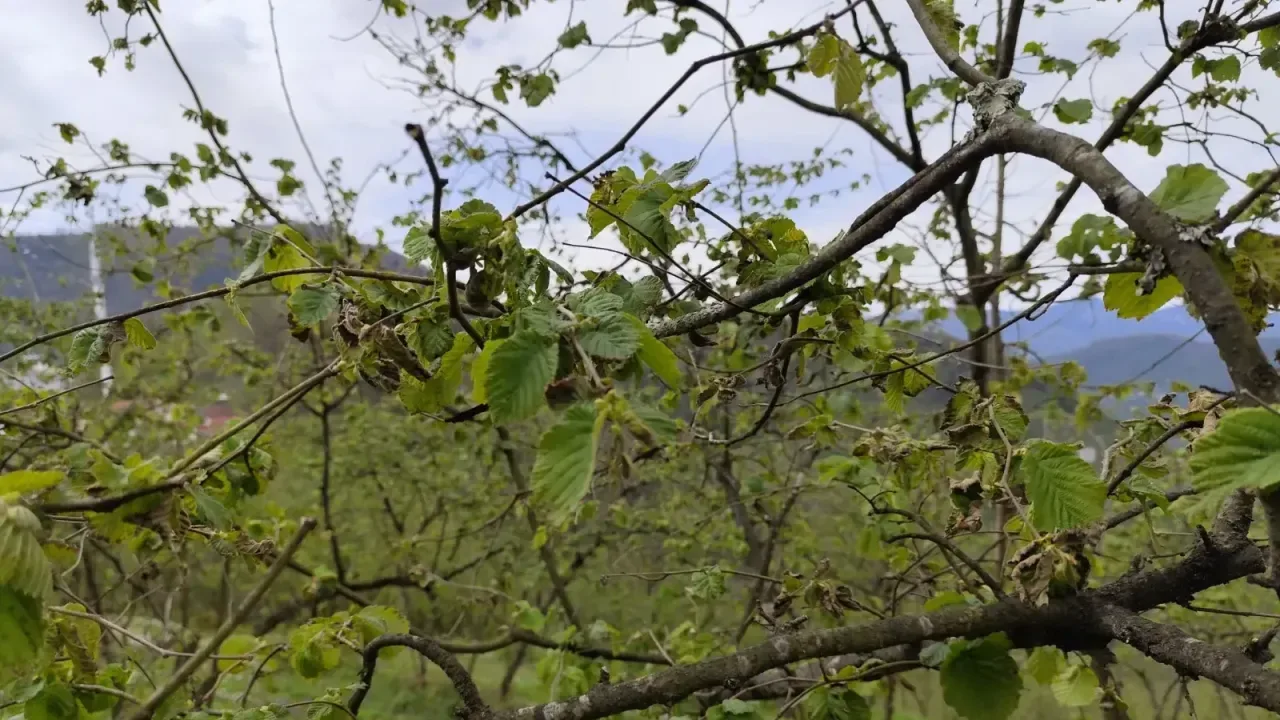 Fındık üreticilerinin destek mağduriyeti