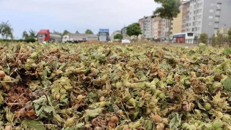 Fındıkta Tehlike Çanları!
