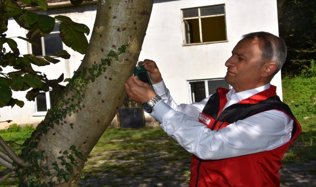 Ordu'da kahverengi kokarcayla mücadelede 20 bin tuzak, 4 bin litre ilaç dağıtıldı