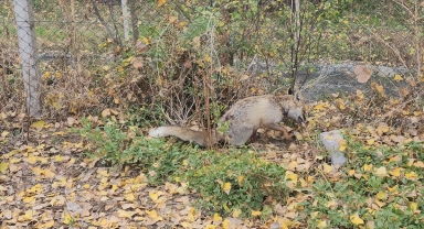 Amasya'da yaralı halde okul bahçesine sığınan tilki koruma altına alındı