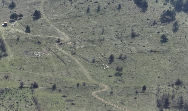 Bolu'da kaybolan 30 küçükbaş hayvan dronla bulundu