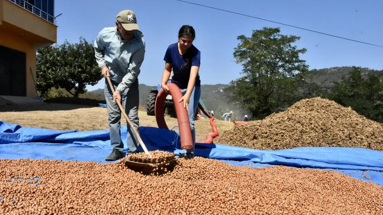 Fındık üretiminde dünya lideri belli oldu!