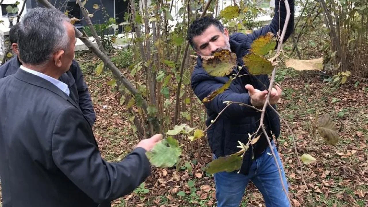 Fındıkta budama zamanı!