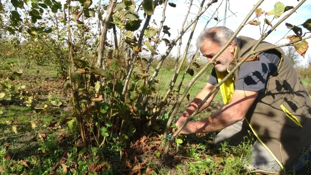 ‘Fındıkta çok dal, çok fındık değildir’ uyarısı!