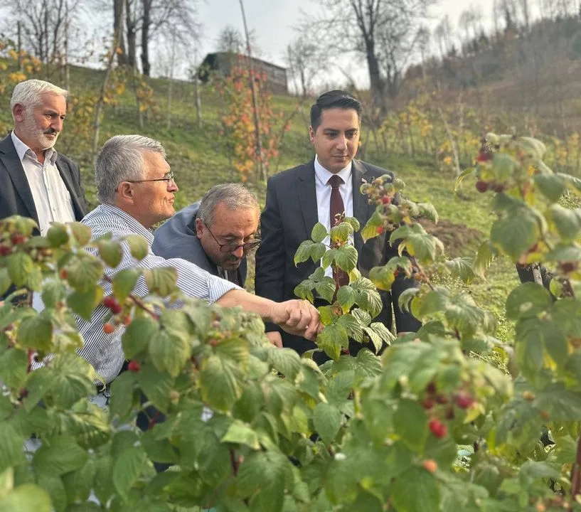Giresun’da ahududu yetiştiricisinin damla sulama sorunu çözülüyor