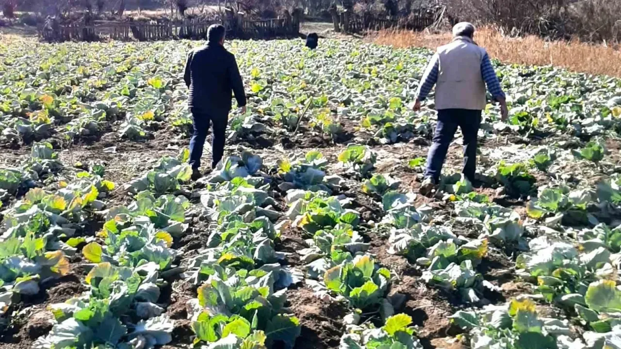 Giresun'da Hırsızlık! Tarladaki O Ürünü Bile Çaldılar