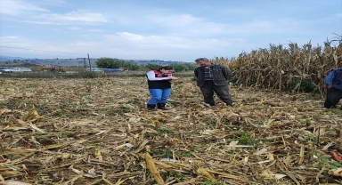 Göynücek'te dane mısır hasadı denetlendi