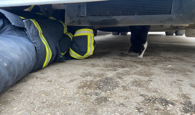 Kastamonu'da minibüsün motoruna sıkışan kedi yavrusu kurtarıldı