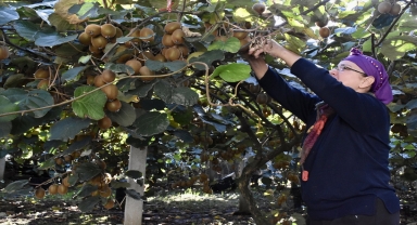 Ordu'da üreticiler tescilli kivide hasada devam ediyor