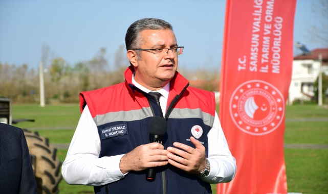 Samsun'da kahverengi kokarcaya karşı kışlak mücadelesi sürüyor