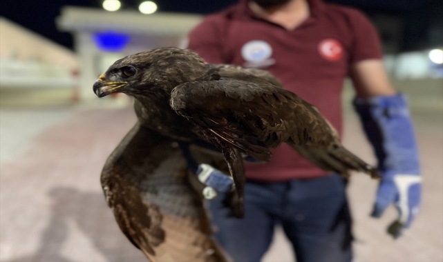 Sinop'ta yaralı kızıl şahin tedavi altına alındı