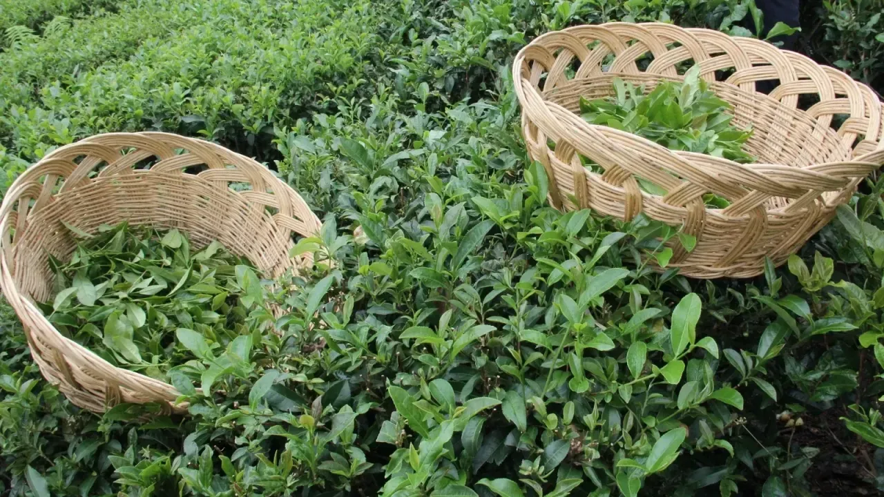 Suç çayda değil yanlış algıda!