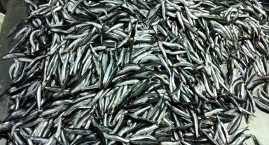 Zonguldak'ta balıkçılar 2,5 ayda 5 bin tonun üzerinde hamsi avladı