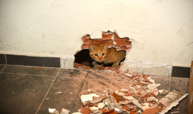 Giresun'da okulun havalandırma boşluğunda mahsur kalan kedi kurtarıldı