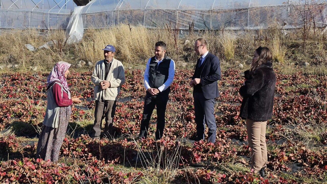Giresun’un Alucra ilçesinde çilek üretimine destek