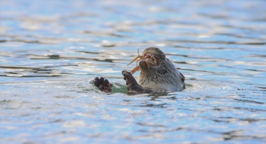 Karabük'te nesli tehlike altında olan su samuru görüntülendi