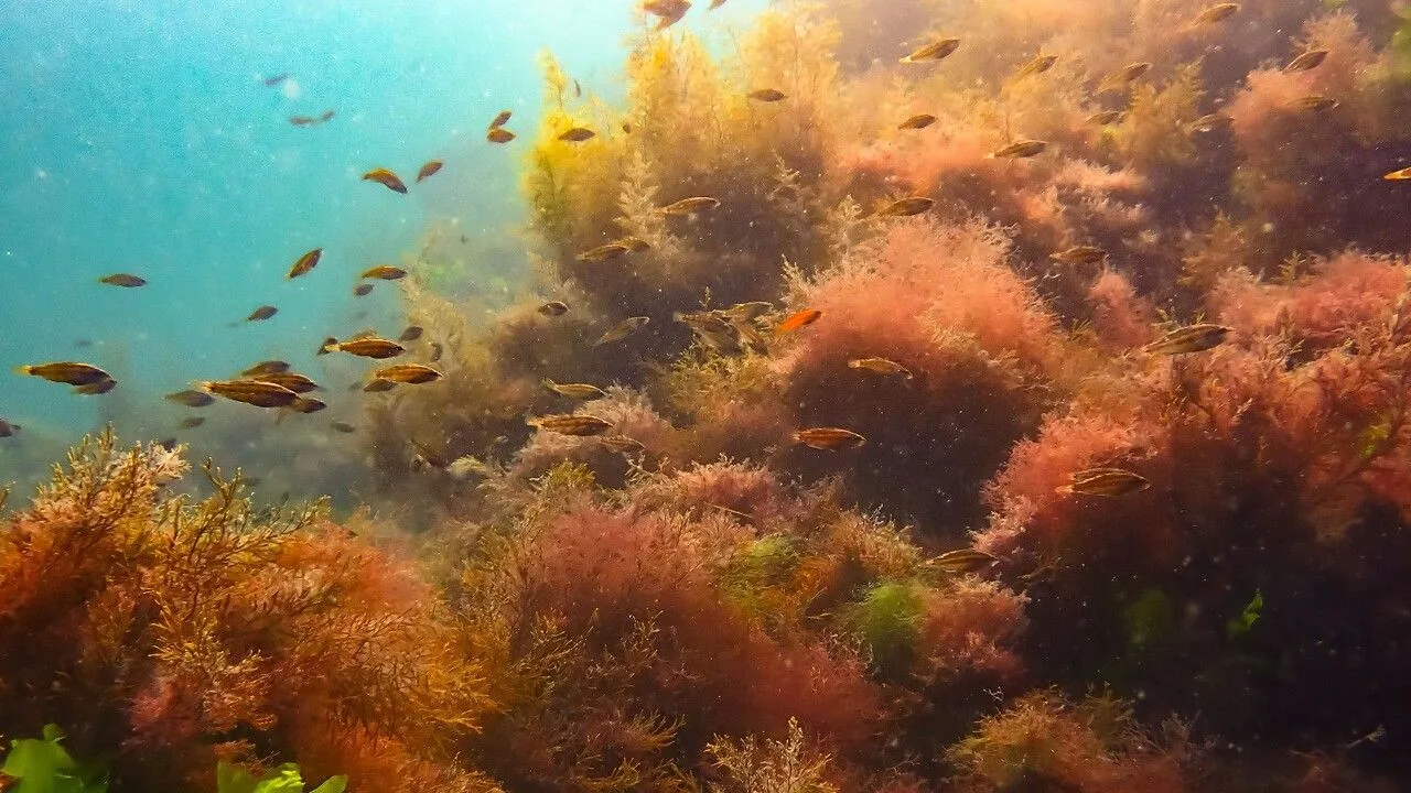 Karadeniz'de Su Altı Fotoğraf Yarışması Yapıldı: Yarışmada Giresunlu Sporcular Damga Vurdu