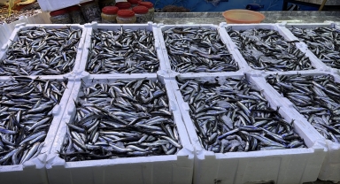 Rize'de hamsinin kilogramı 100 liradan satılıyor