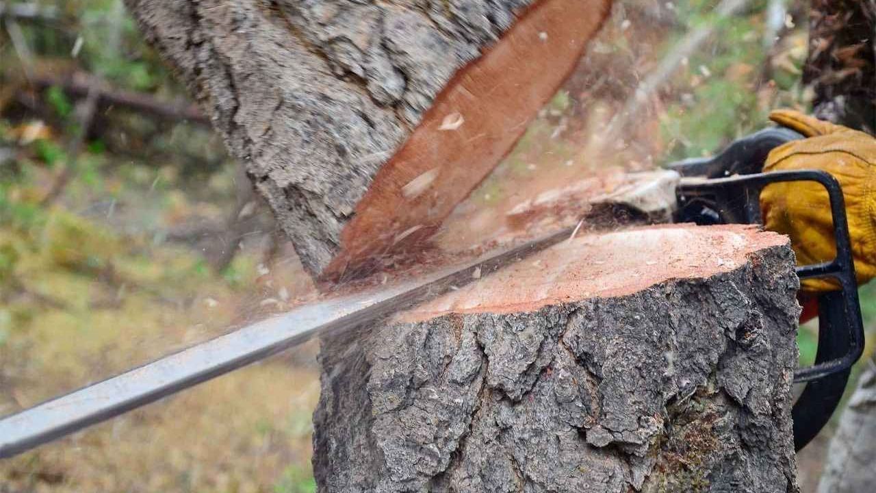 Yaylada kestiği ağacın altında kalan kişi öldü