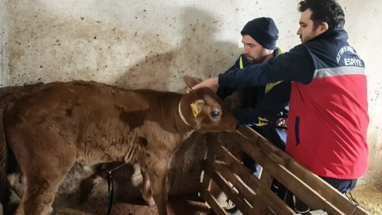 Espiye’de Hayvan Sağlığı İçin Seferberlik 