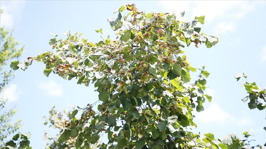 Fındıkta Doğrudan Gelir Desteği Ödemeleri 6 Mart'ta Başlıyor