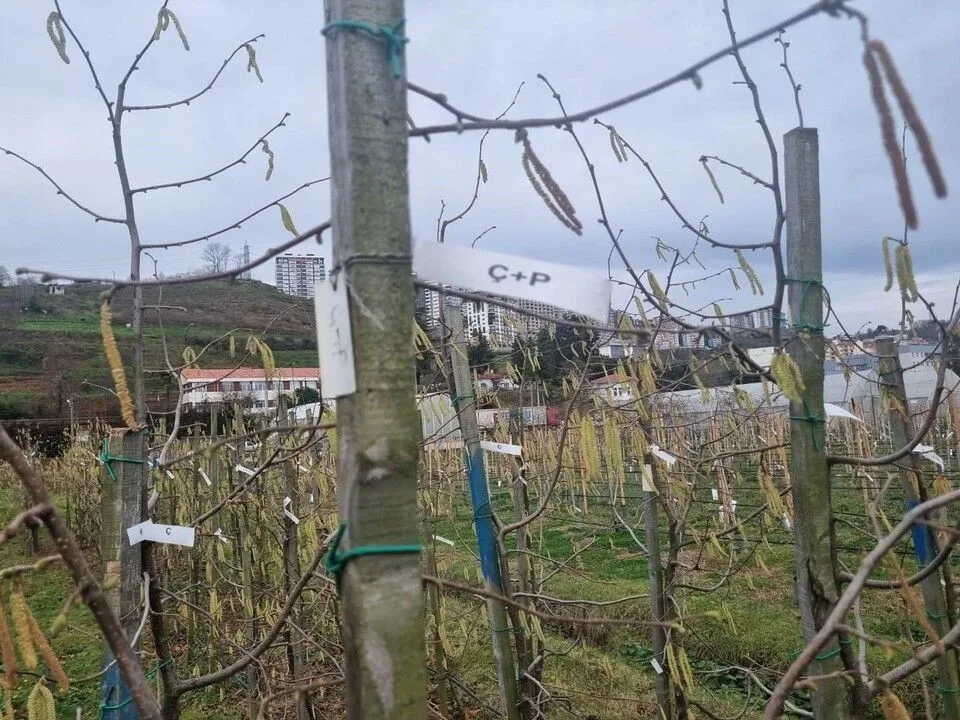 Giresun’da Fındık Üreticilerine Kozalak Akarı Uyarısı