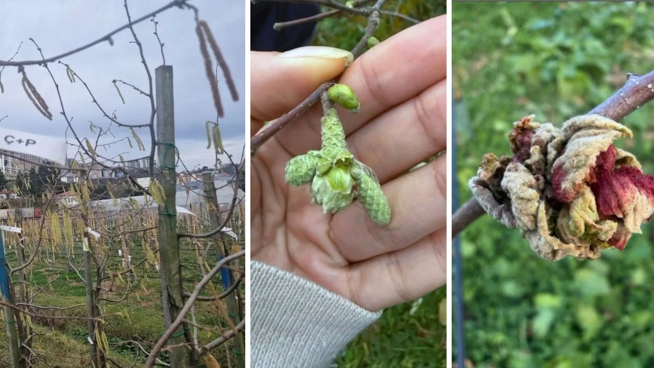 Üreticiler Uyarıldı! Fındık Tomurcuklarına Zarar Veren Canlı Verimi Düşürüyor