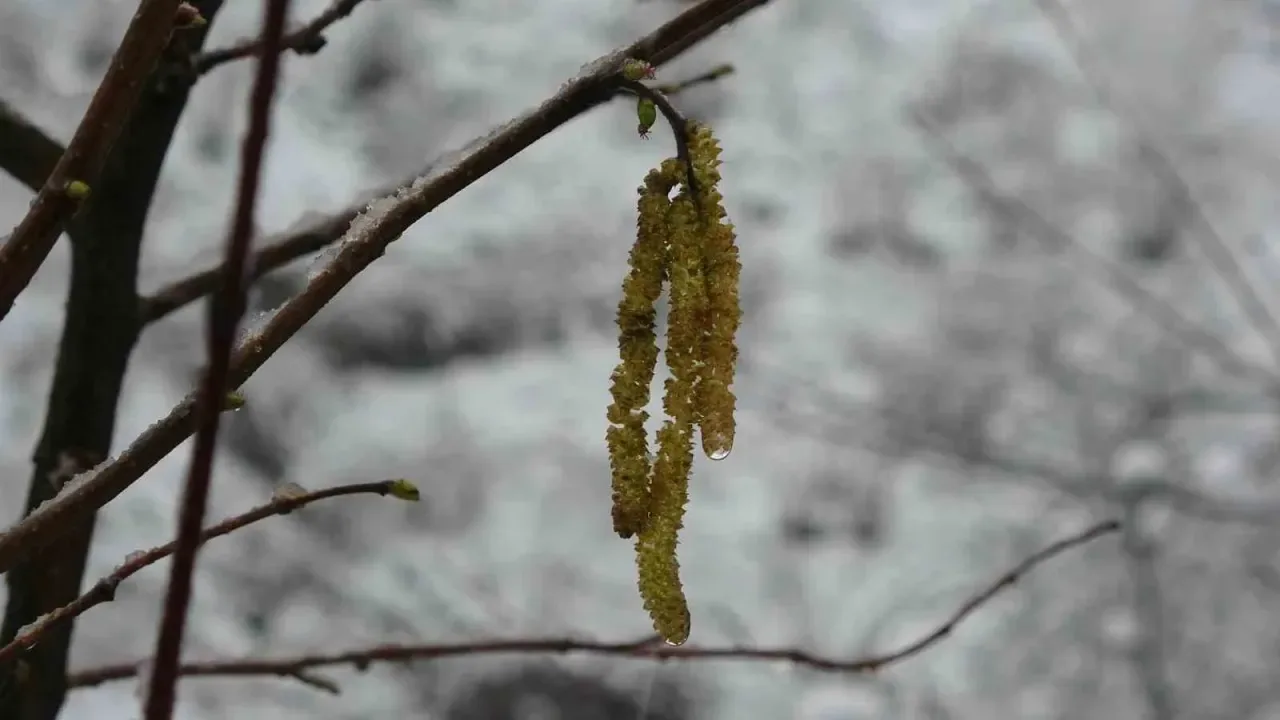 Vatandaş Tedirgin! Fındıkta Zirai Don Tehlikesi Devam Ediyor