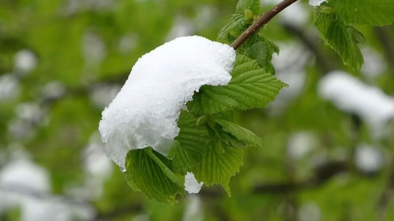 Doğu Karadeniz İçin Zirai Don Uyarısı Yapıldı