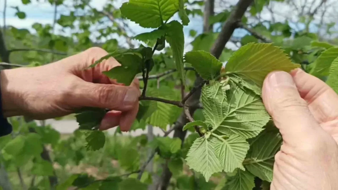 Fındık Üreticisi Yeni Sezondan Endişeli