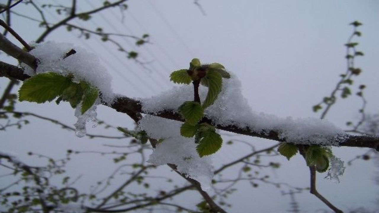 Fındıkta Don Alarmı: Bahçeler Buz Kesti