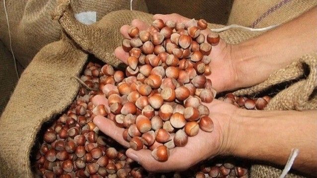 Ticaret Borsalarında 7 Ayda Kaç Bin Ton Fındık İşlem Gördü?