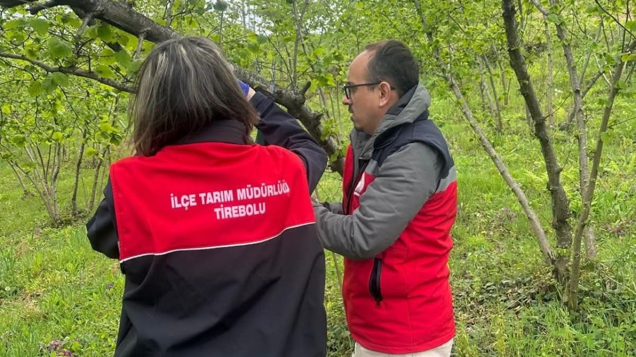Tirebolu’da Kahverengi Kokarca ile Mücadele Çalışmaları Sürüyor
