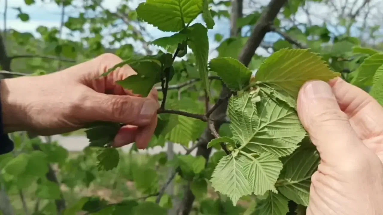 Türkiye’nin Fındık Gücü Zayıflıyor mu?