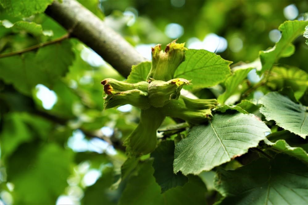 Ziraat Odası Başkanı’ndan Fındık Üreticilerine Kritik Uyarı